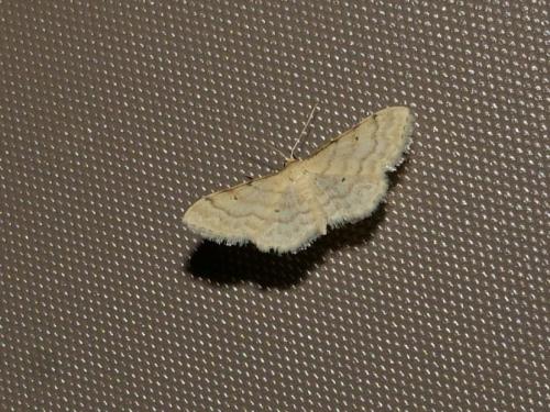 Réf. 335 262 : Idaea fuscovenosa